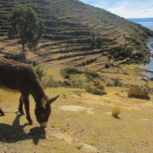 Donkey close to Challapampa on Isla del Sol